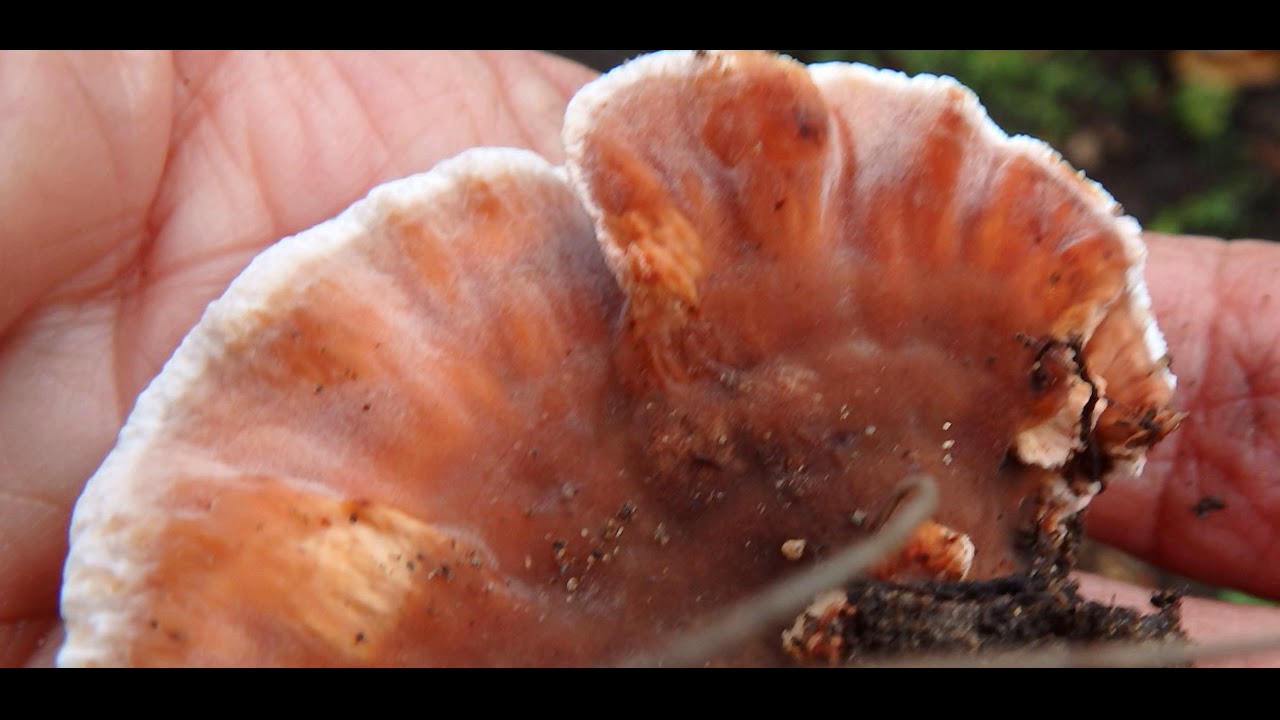 Abortiporus biennis  Sithonia Greece 7 12 2019