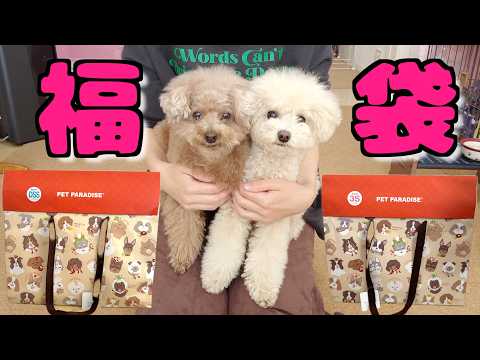 ペットパラダイスの福袋を開封したら大当たりで愛犬が…ｗ【2024年】
