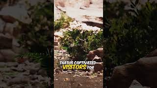 Reed Flute Cave, China #explore #shorts #shortvideo