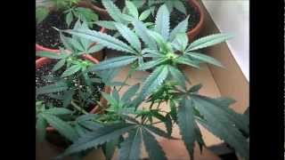 First Medical Cannabis Grow 4, week 3 12/12