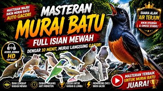 10 MASTERAN WAJIB UNTUK MURAI BATU | Isian Lengkap Durasi Panjang Dengan Gemricik Air Mengalir