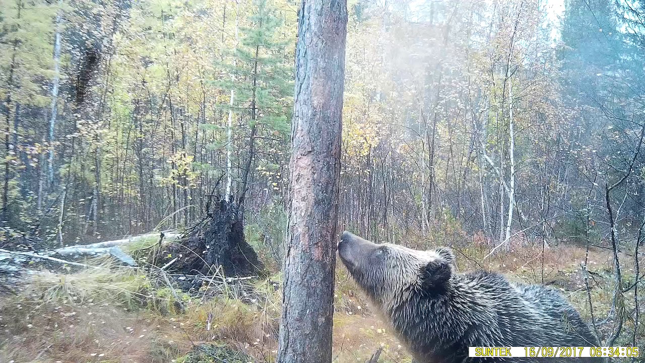 Нападение медведя на машину