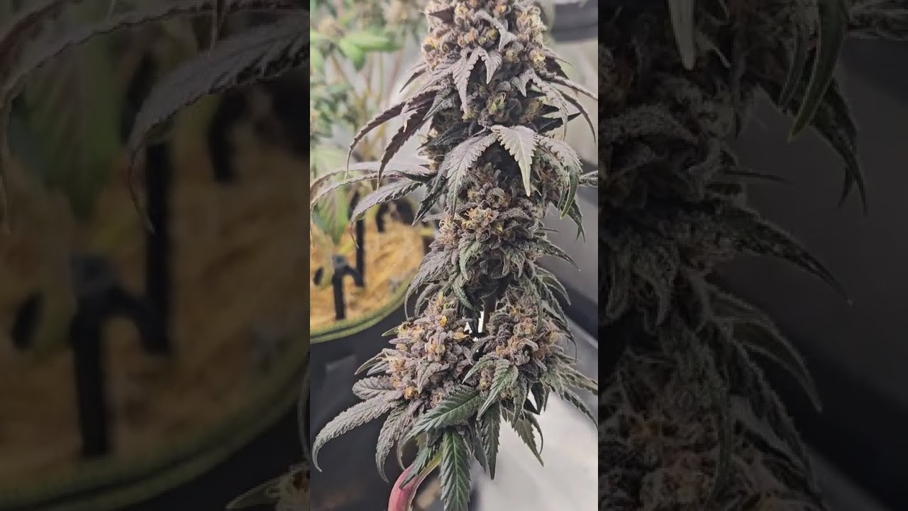 🍬 Marshmallow OG by Compound Genetics  