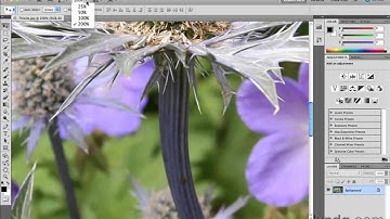 Adobe Photoshop CS5 Tutorial - AppBar - CH 7 - lesson 01 of 10