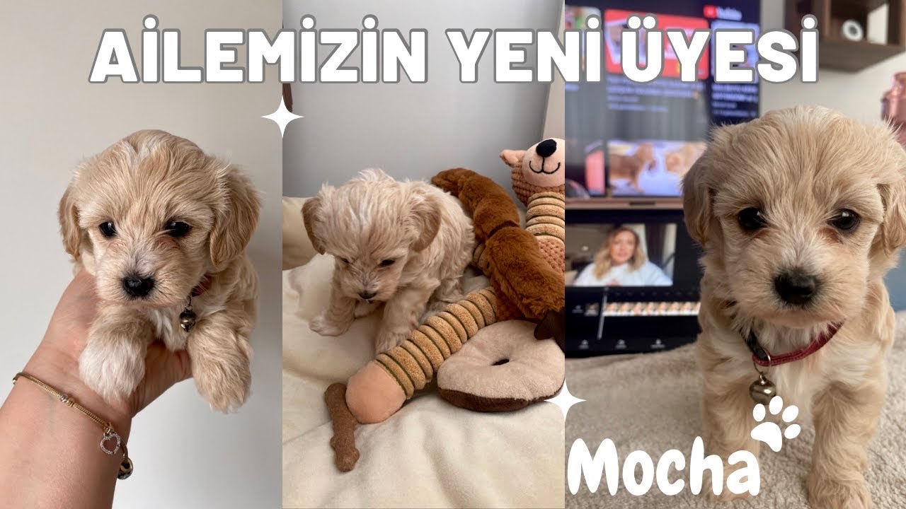 YAVRU KÖPEK SAHİPLENDİK 🐾 | Maltipoo Cinsi (48 Günlük) | I get new maltipoo puppy 🐕