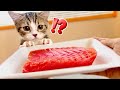 生まれて初めて子猫がマグロを食べたら とんでもないことがw(#にゃんてわんだふる)Reaction of kittens eating raw meat for the first time
