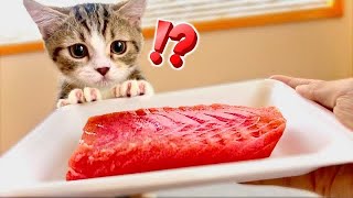 生まれて初めて子猫がマグロを食べたら   とんでもないことがw(#みーみんず)Reaction of kittens eating raw meat for the first time