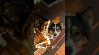 Quality time and photos of my dog. #photography #dogs #aesthetic