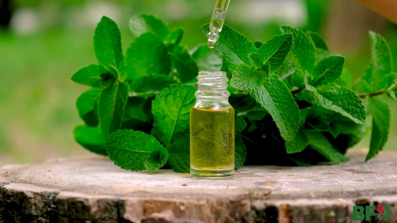 Peppermint Essential Oil - BF1