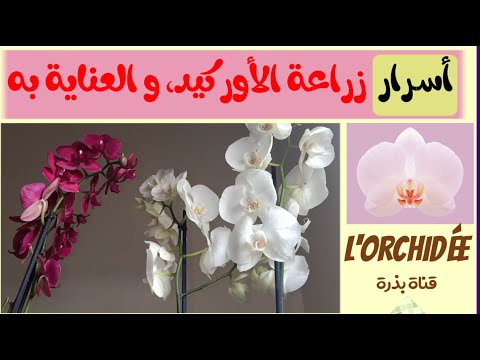 الأوركيد والعناية به - كيف نعتني بزهرة الاوركيد بشكلٍ صحيح؟ Orchid Care