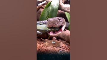 Tại sao rắn hổ chúa miễn nhiễm với mọi loại nọc độc của các loài rắn khác, sự thật thú vị