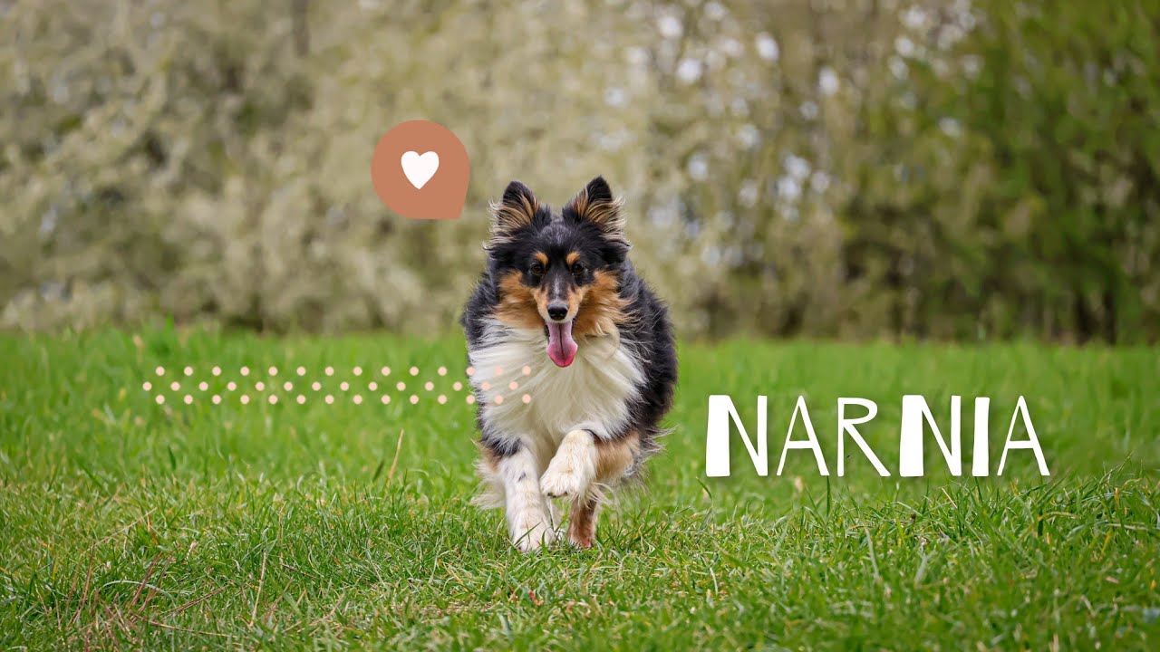 Narnia the sheltie - tricks and fun ❤️