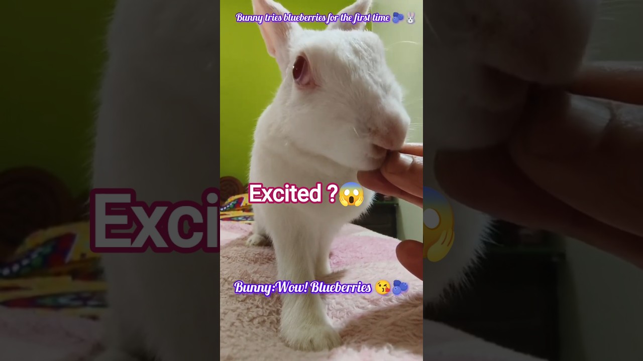 Rabbit eating blueberries