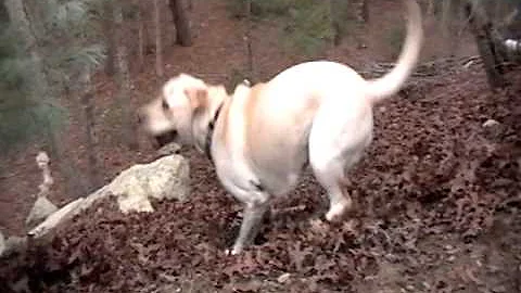 My Yellow Lab Playing Fetch