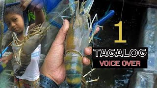 Part 1 | How To Start Giant Freshwater Prawn Backyard Farming | Ulang Farming (Tagalog)