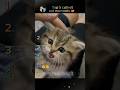 Top 5 Cutest Cats Ever 😻✨ | You Won’t Stop Smiling!