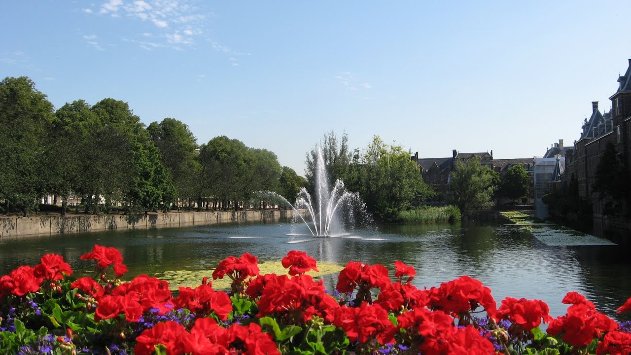 Amazing and Most Beautiful Geranium Flowers Pictures YouTube