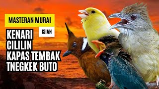 Masteran Murai Isian Kenari, Cililin, Kapas Tembak, Tengkek Buto