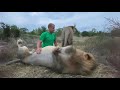 Абсолютно уникальное общение человека и львов !