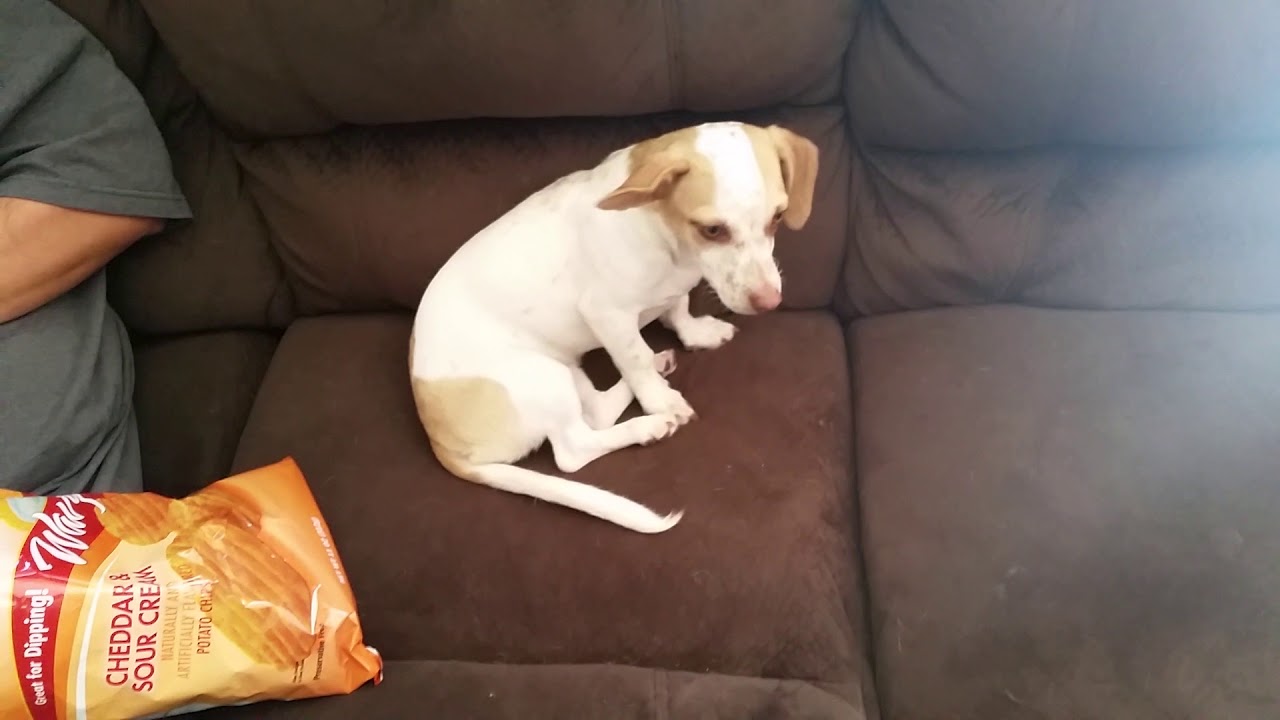 Happy puppy - YouTube