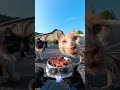 Régaler nos amis à poils : La mission d'un robot pour enchanter les chats de rue ! 🤖🍽️