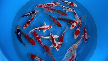 Tosai Thateshita 20-25 cm / Aoki Koifarm - My-Kois.de