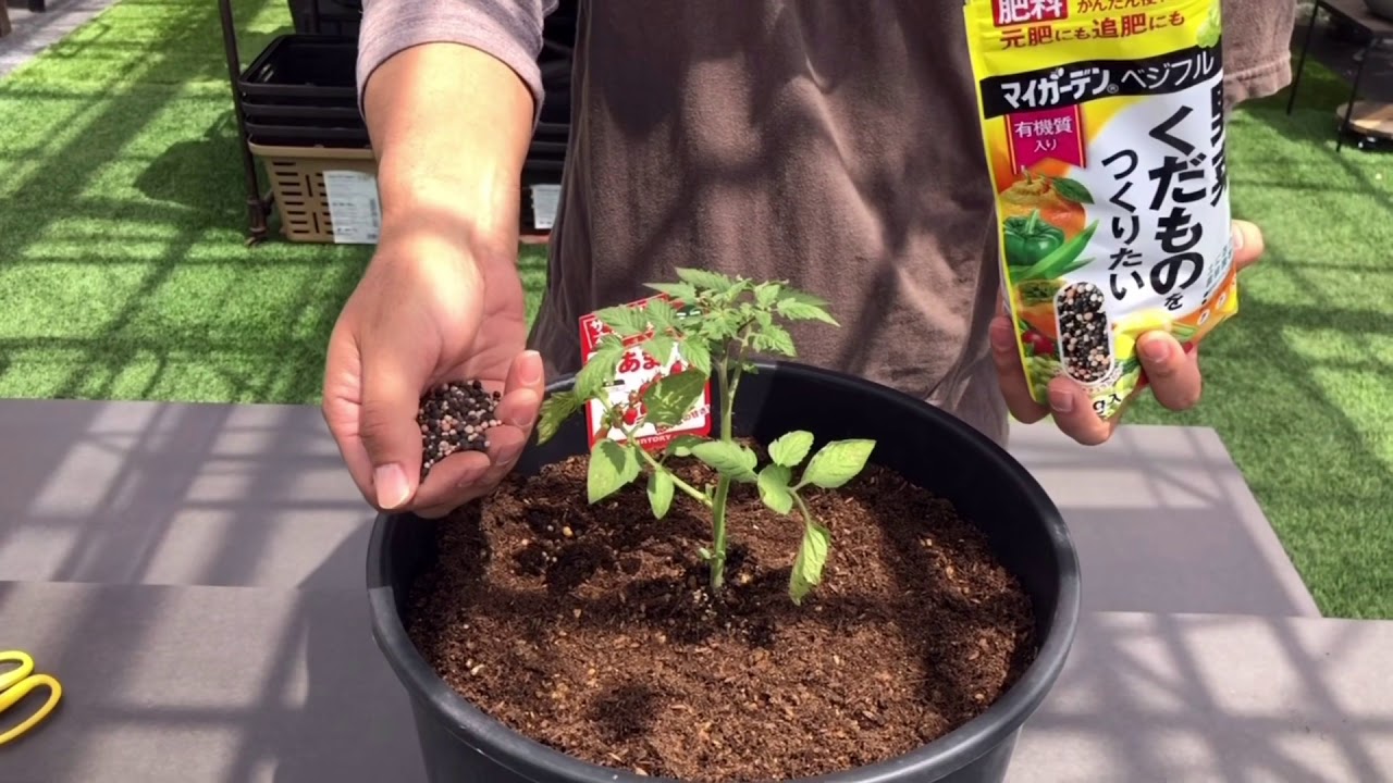 Plant at home] 5 tips for growing cherry tomatoes successfully