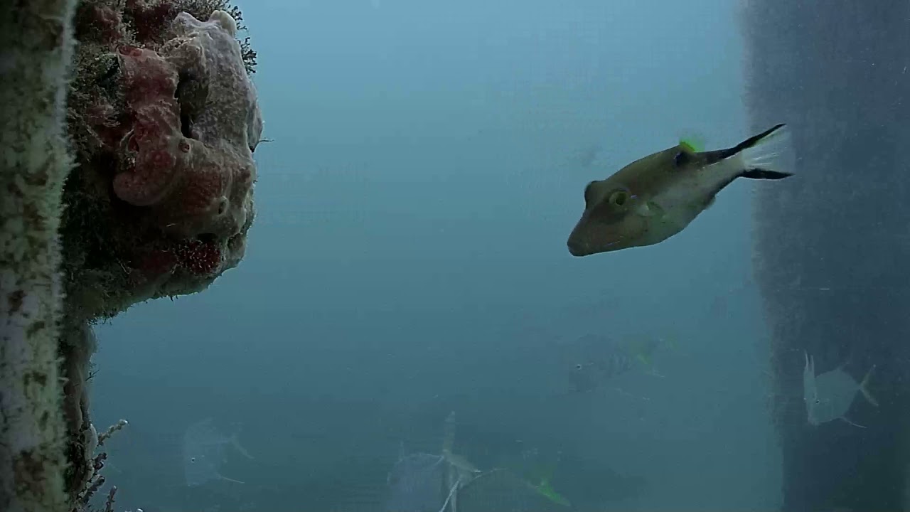 Deerfield Underwater Cam 07292018 222407 232413 YouTube