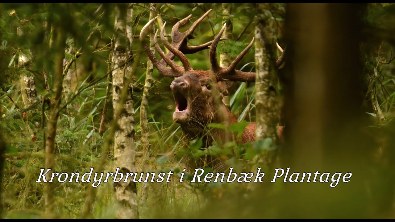 Krondyrbrunst i Renbæk Plantage/Red deer in the rutting season WILD LOUD ROAR under 5 m. 23:00-23:40