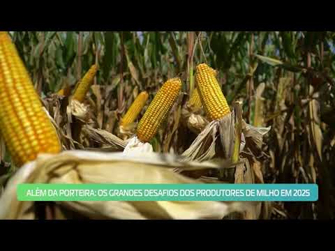 Brasil é o terceiro maior produtor de milho, mas enfrenta desafios fora do campo