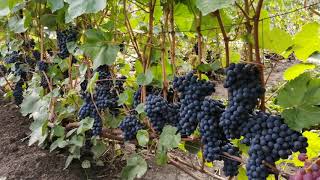 Сорта и формы винограда выращиваемые в Сибири, На винограднике Валерия Зотова.