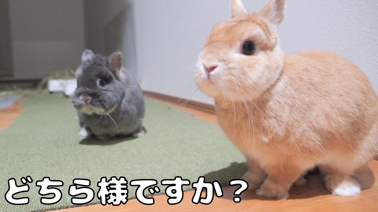 深夜に部屋に入ったら本気で飼い主を忘れていたうさぎ達の反応が可愛かった【No.1866】