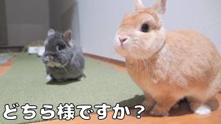 深夜に部屋に入ったら本気で飼い主を忘れていたうさぎ達の反応が可愛かった【No.1866】