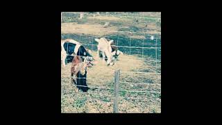 Electric Fence Training #ElectricFence #Goats #DairyFarm #Fyp #goats