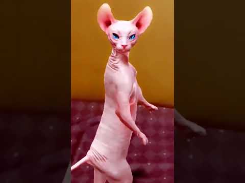 dancing cat🐱funny dance #shorts ytshorts #viralshorts
