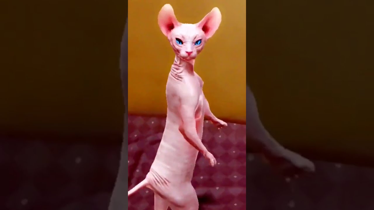 Dancing Cat Funny Dance Shorts Ytshorts Viralshorts