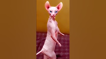 Thumbnail of dancing cat🐱funny dance #shorts ytshorts #viralshorts