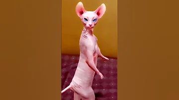 Dancing Cat Funny Dance Shorts Ytshorts Viralshorts 