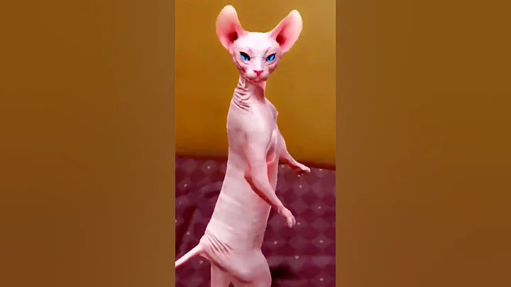 dancing cat🐱funny dance #shorts ytshorts #viralshorts