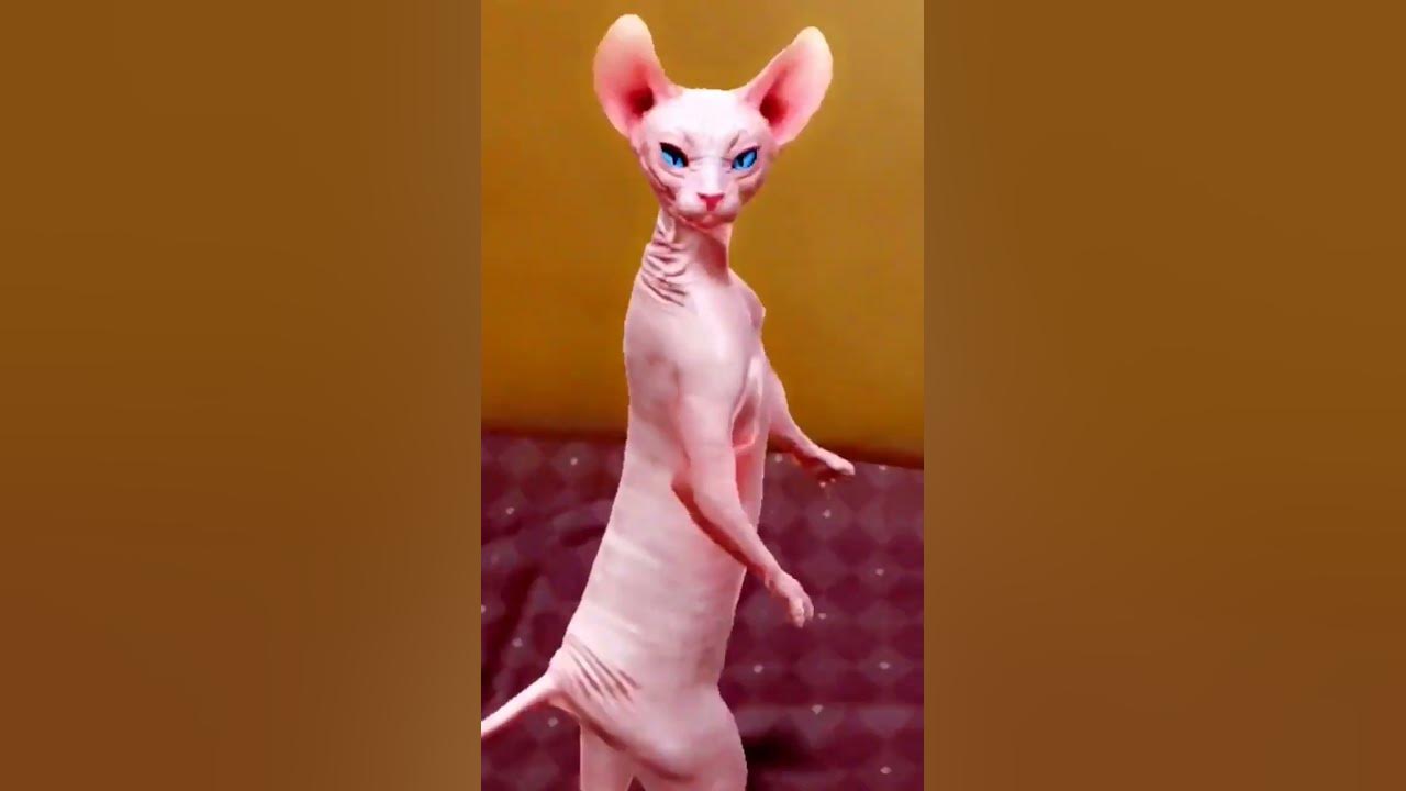 dancing cat🐱funny dance #shorts ytshorts #viralshorts