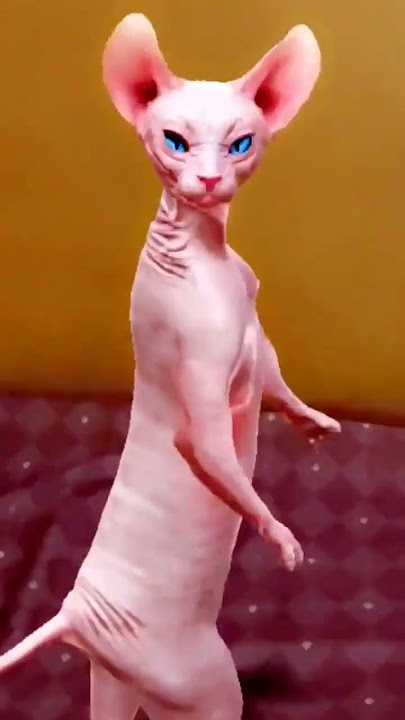 dancing cat🐱funny dance #shorts ytshorts #viralshorts
