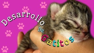 El Desarrollo de Gatitos