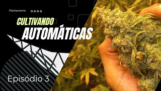 Cultivando Plantas AUTOMÁTICAS | Episódio 3 (Colheita)