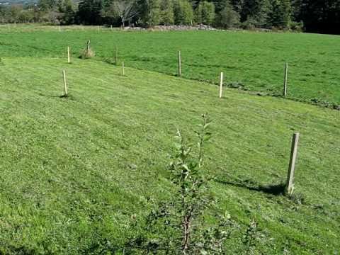 Planning the Orchard