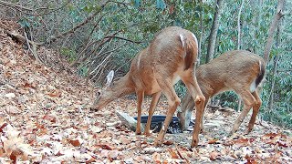 Ten peaceful minutes of "backyard" wildlife at the water hole.