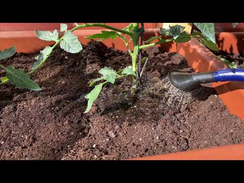 Video: Tomaten Mit Jod Gießen Water