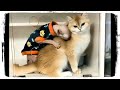 ПРИКОЛЫ С КОТАМИ И КОШКАМИ 😹 СМЕШНЫЕ КОТЫ И КОШКИ 2020 😂 Funny Cats #683