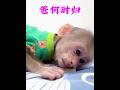 200/Little Monkey Lala Wants to know why her Daddy Hasn't come Home yet so Late #cutelit... Unfold