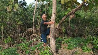 Panen Sarang Burung Cendet