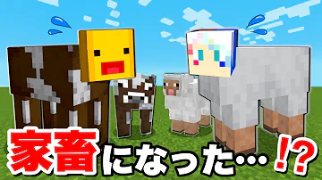 羊として生きた結果 まいくら マインクラフト Mp3 羊として生きた結果 まいくら マインクラフト Mp3
